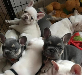 Pets  - Kc Registered French Bulldog Puppies