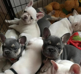 Kc Registered French Bulldog Puppies