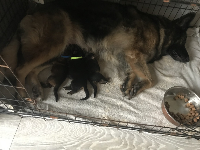 WOW Gorgeous German shepherd PUPPIES for sale