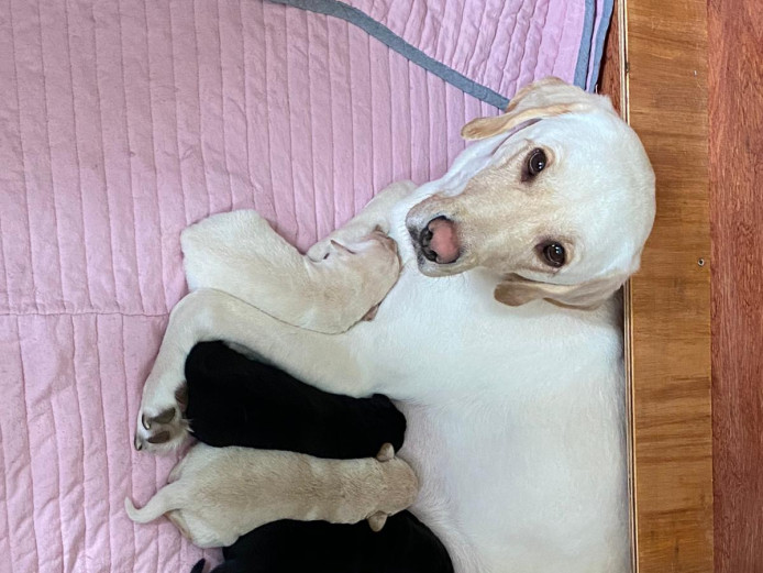 White and Fox labrador puppies Non KC Chipped 
