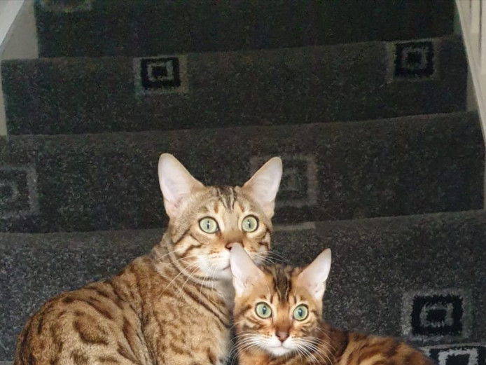 Stunning Bengal Cats For Sale