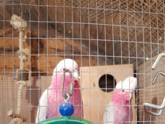 2 tame-hand-reared galah cockatoos