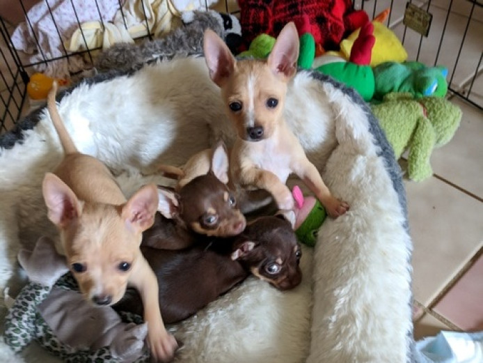 Exceptional Chihuahua Puppies