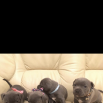 8 Beautiful Blue Staffordshire Staff Puppies