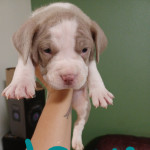 Bully mix ready in 2 weeks
