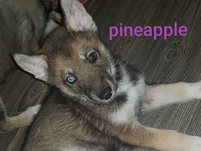 Northern Inuit x Shepsky puppies for sale