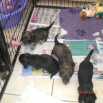 MINIATURE LONGHAIRED DACHSHUND PUPPIES