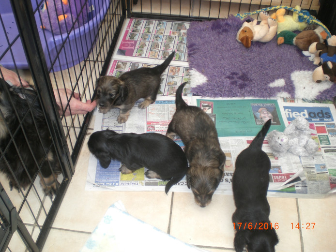 MINIATURE LONGHAIRED DACHSHUND PUPPIES