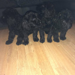 Georgous labradoodle puppies for sale 