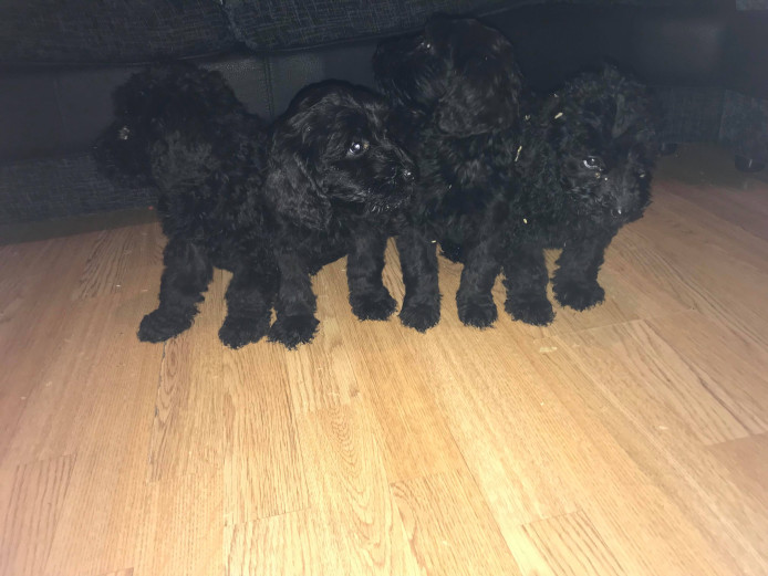 Georgous labradoodle puppies for sale 