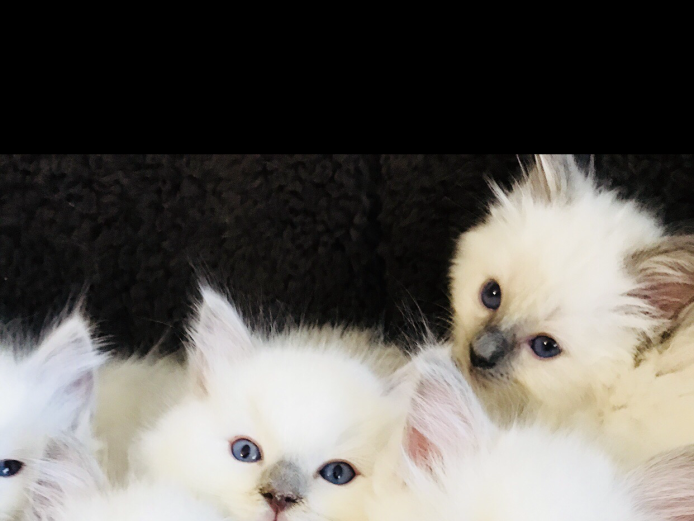 Full pedigree kittens 