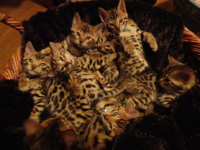  Pure Bred Tica Reg Bengal Kittens For Sale