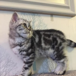 Stunning BSH Silver tabby boy from outstanding championship lines - Ready Now