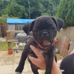 Beautiful healthy female pug puppy for sale