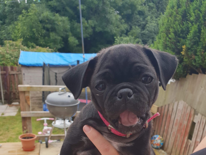Beautiful healthy female pug puppy for sale