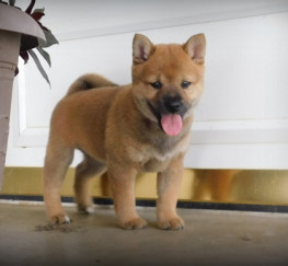 Pets  - Exceptional Shiba Inu Puppies 