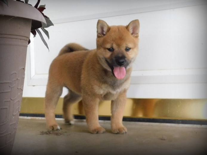Exceptional Shiba Inu Puppies 