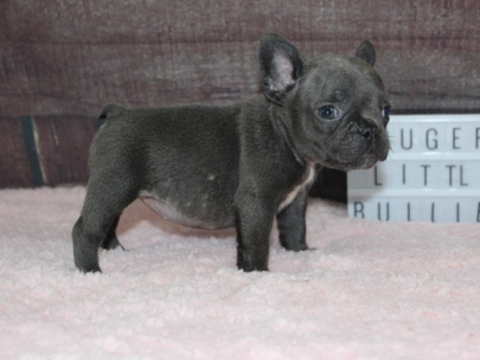 Beautiful Blue and Fawn Frenchies!!Reduced French Bulldog Puppies