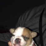 Jackchi puppies for sale 