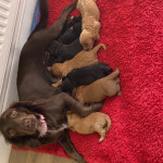 Stunning F1 Cockapoo puppies for sale. 