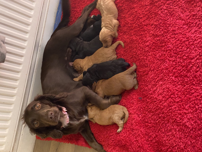 Stunning F1 Cockapoo puppies for sale. 