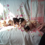 Beautiful beagle puppies for sale