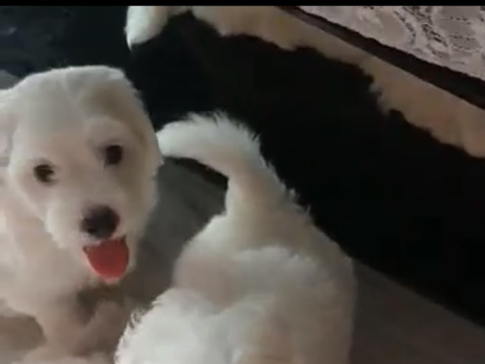 Bichon Maltese puppy for sale
