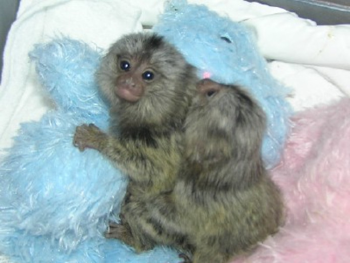 Marmoset Monkeys for sale  Available now ..whatsapp me at: +447418348600