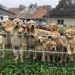 Labrador Puppies Lookings For New Homes