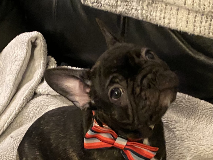 KC registered French bulldog puppies
