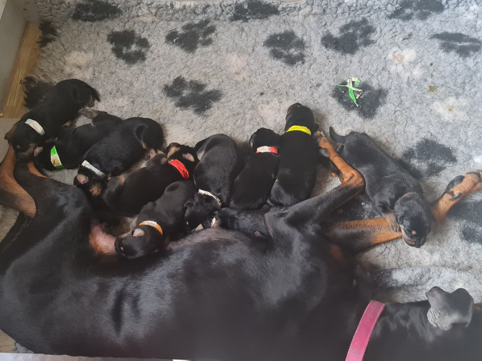 10 doberman shepherd puppies for sale 
