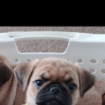 Pug puppies Ready now 