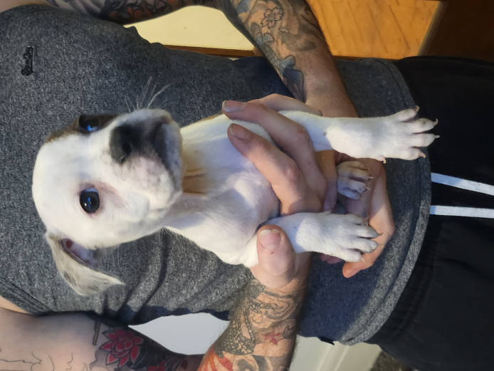 American bulldog puppies looking for forever homes 