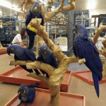 GORGEOUS HYACINTH MACAW PARROTS FOR SALE