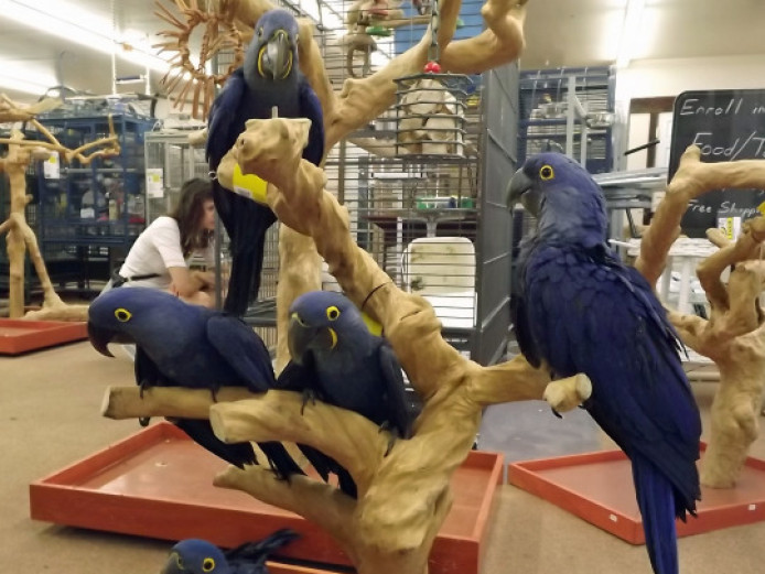 GORGEOUS HYACINTH MACAW PARROTS FOR SALE
