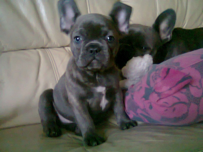 Quality Blue And Fawn and White French Bulldog Puppies for Sale 