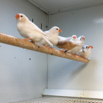 BROWN OR WHITE ZEBRA FINCHES FOR SALE