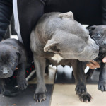 Staffordshire Bull Terrier Pups for Sale