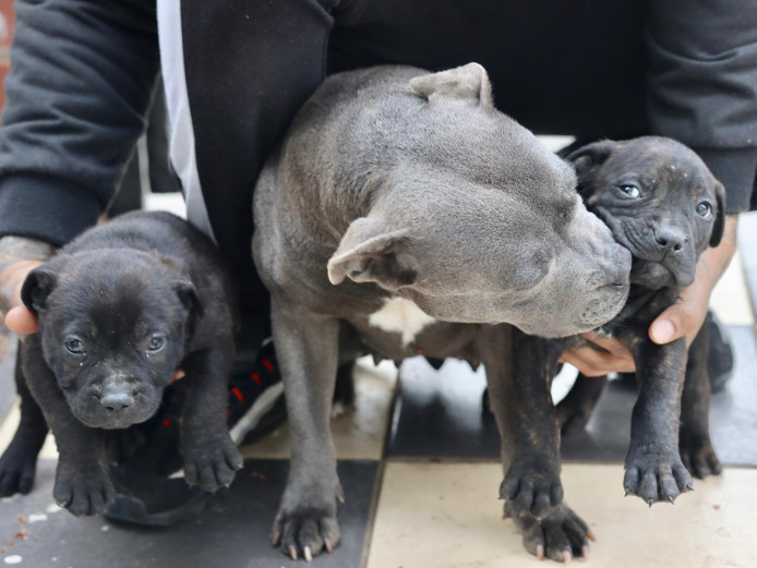 Staffordshire Bull Terrier Pups for Sale