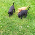 labrador pups for sale working gun dogs