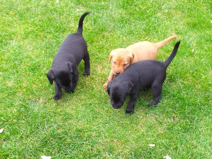 labrador pups for sale working gun dogs
