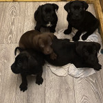 Cane corso puppies for sale ready to leave now