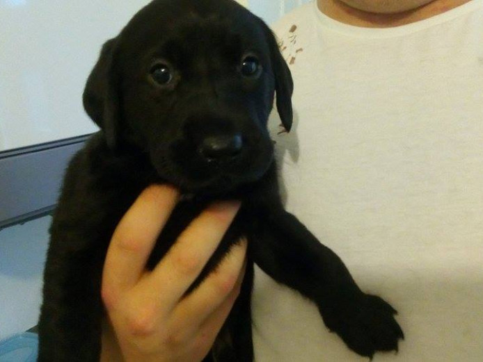 Beautiful Large Litter of Black Labrador Pups - 2 Dogs Remaining