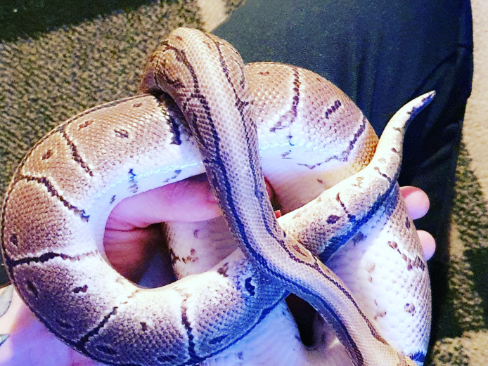 Gorgeous Male Pinstripe Python with Set Up