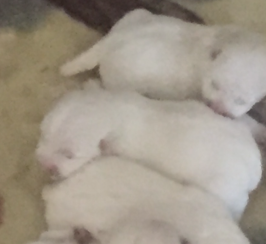Westie puppies adorable boys and girls 