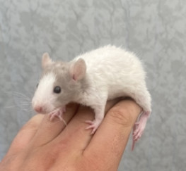 Pets for Sale - Fancy rat , Rex, Russian blue and dumbo