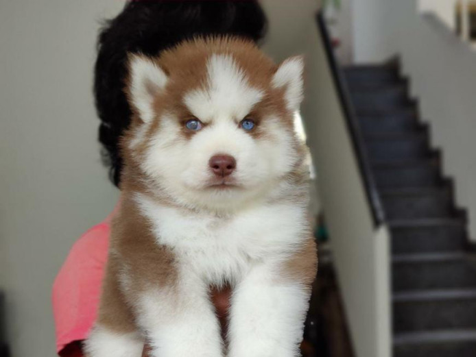 Siberian Husky Pure Wooly Coat , Copper Colour , Blue Eyes 