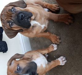 Stunning fully vaccinated & registered Boerboel pups ready now