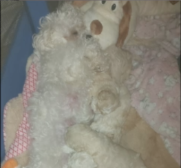 Pets  - POOCHON PUPPIES (3 girls & 1 boy) - 8WEEKS OLD on April 21st