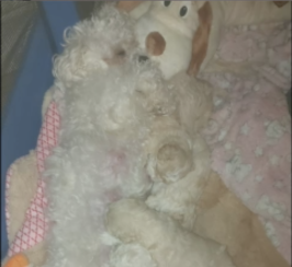 POOCHON PUPPIES (3 girls & 1 boy) - 8WEEKS OLD on April 21st